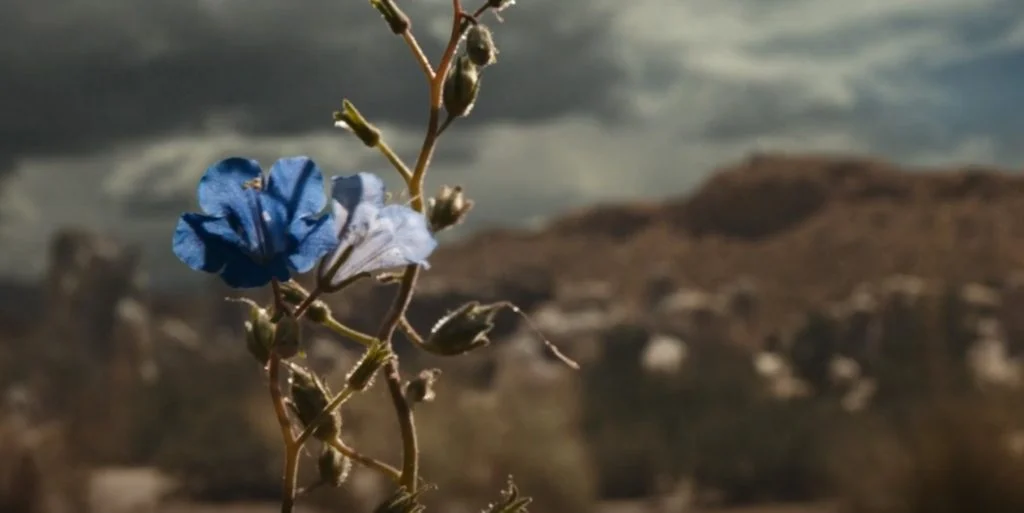 Il fiore blu nella scena iniziale di Better Call Saul 6x03 | Credits: AMC
