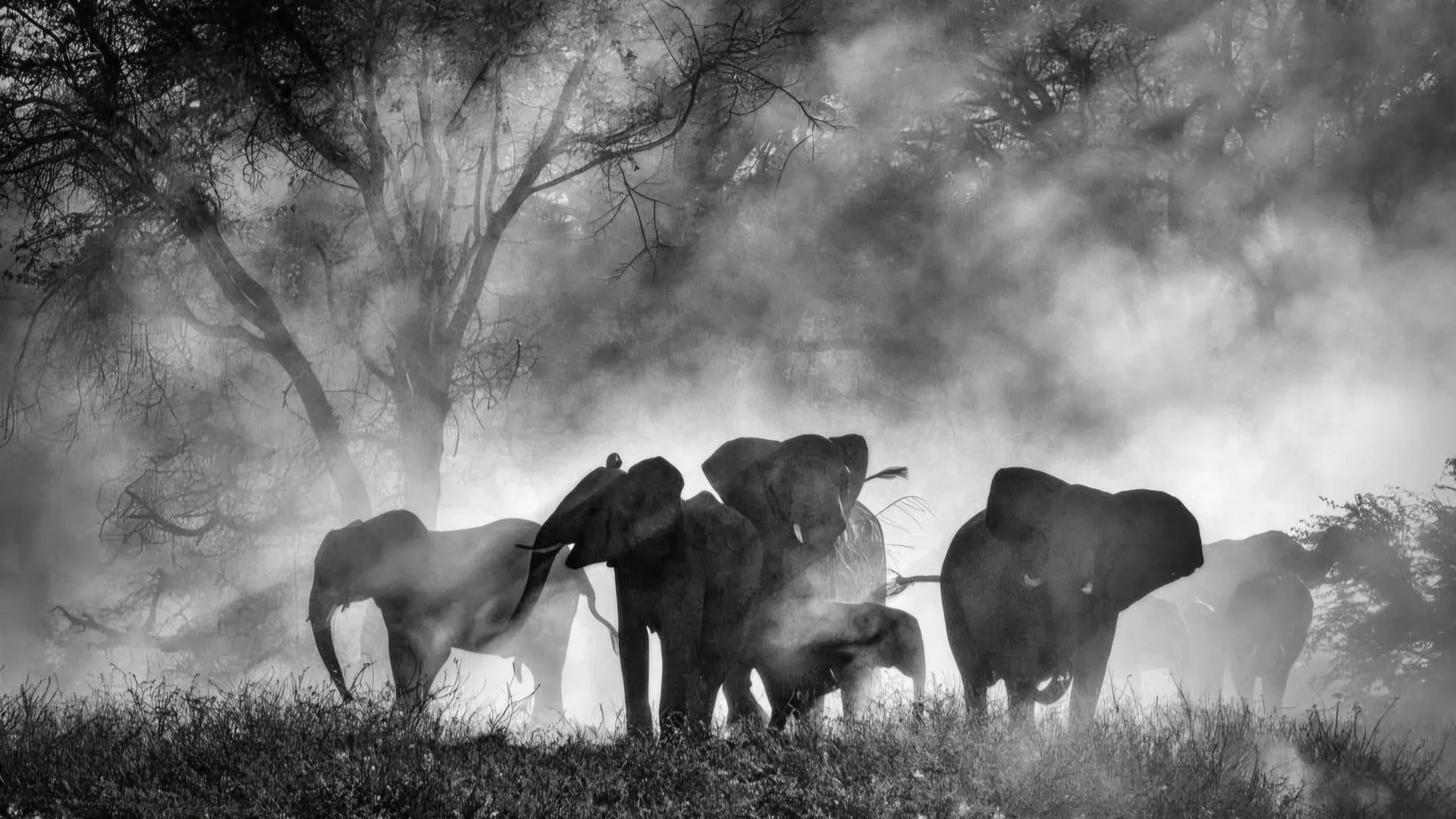 Ghost Elephants di Werner Herzog e Sotto le nuvole di Gianfranco Rosi (Venezia 82) Ghost Elephants di Werner Herzog e Sotto le nuvole di Gianfranco Rosi (Venezia 82)